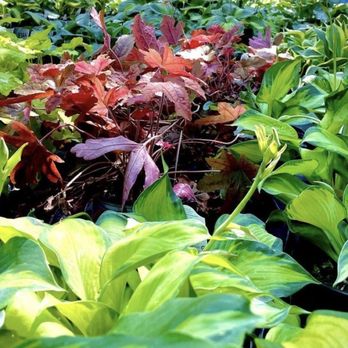 Hostas on the Bluff - Hostas on the Bluff - Nurseries & Gardening Near Me - Fairview Heights, Illinois