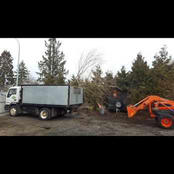 Alpine Tree Care - Transplanting a large japanese maple - Tree Services Near Me - Richmond, British Columbia Alpine Tree Care - Transplanting a large japanese maple - Tree Services Near Me - Richmond, British Columbia