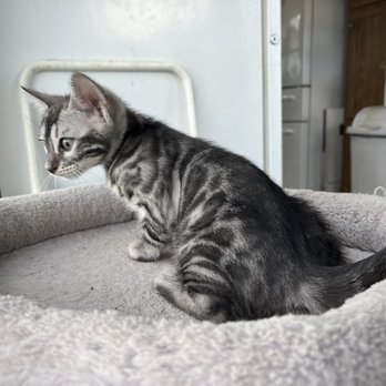 Moonshine Bengals - Silver Charcoal Bengal Kitten - Pet Breeders Near Me Moonshine Bengals - Silver Charcoal Bengal Kitten - Pet Breeders Near Me