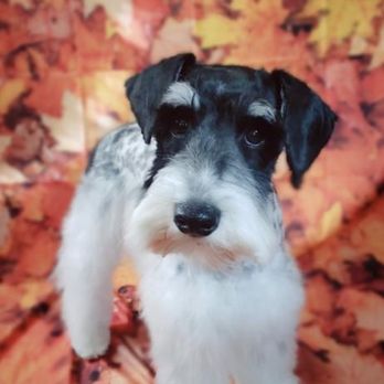 Professional  Pet Grooming by Emily - Another cute face after Emily's grooming. - Pet Groomers Near Me