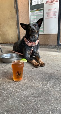 Spotted Dog Brewery by null