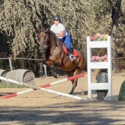 Equine Unlimited - Addison and Carl schooling