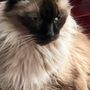 Photo of In Home Pet Vet