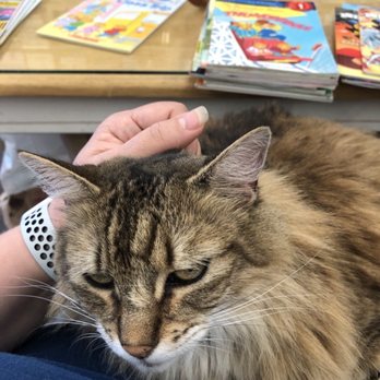Nan’s Books & Crystals - Sweet store cat. She's very friendly but if you don't want her near she will leave you alone. - Bookstores Near Me - Grover Beach, California