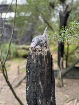 Taronga Zoo, Bradleys Head Rd by null