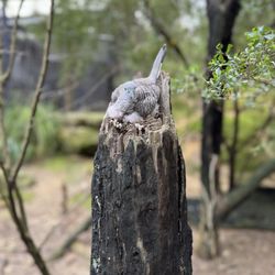 Taronga Zoo