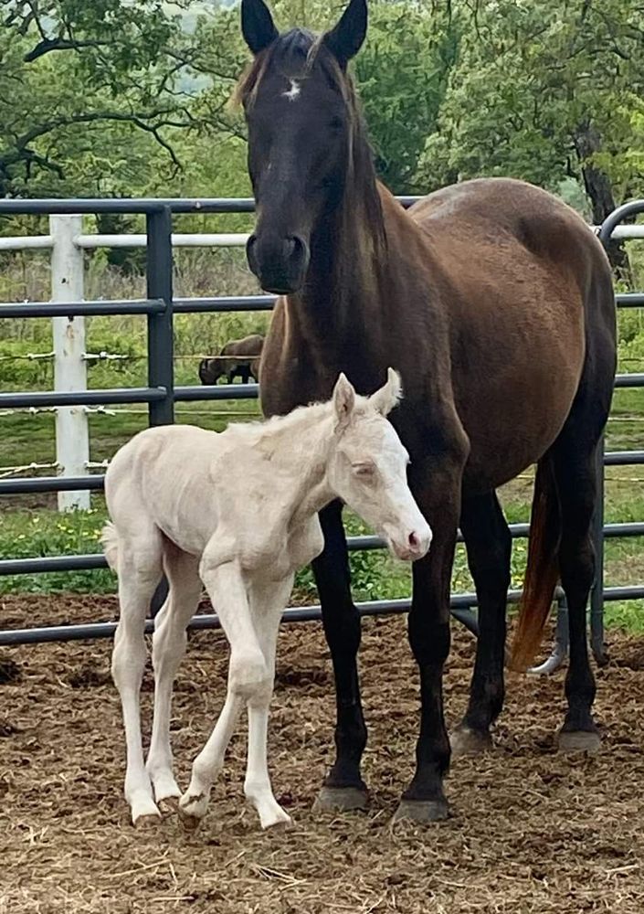 The Eder's Haven Ranch - equestrian in Earlsboro, OK