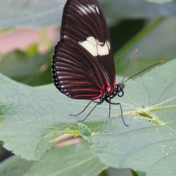 Peggy Notebaert Nature Museum - Museums Near Me - Chicago, Illinois Peggy Notebaert Nature Museum - Museums Near Me - Chicago, Illinois