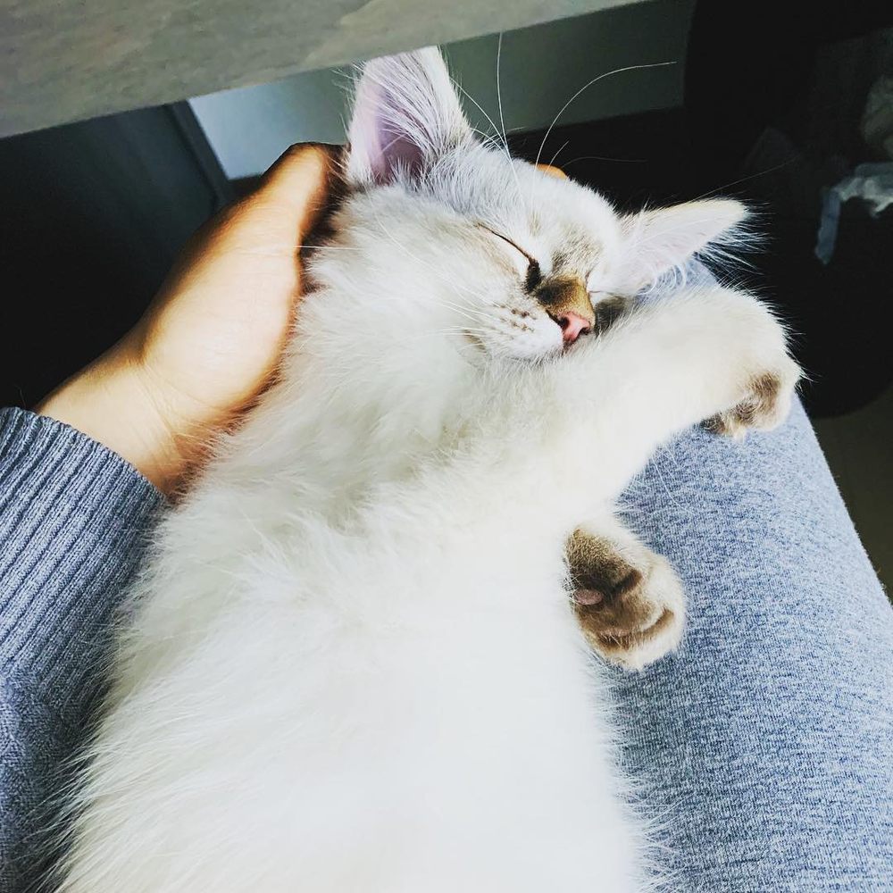 Tresor Cats - Nora when she was two months old - Pet Breeders Near Me Tresor Cats - Nora when she was two months old - Pet Breeders Near Me