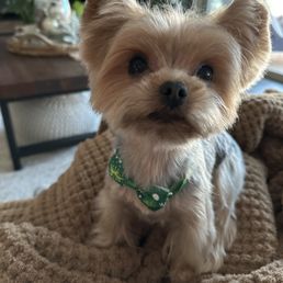 Zeke - A small dog with light-colored, fluffy fur and large ears is sitting on a textured beige blanket indoors. The dog is wearing a green bandana with a white pattern. The background shows a wooden table with some decorative items and a window allowing natural light into the room.