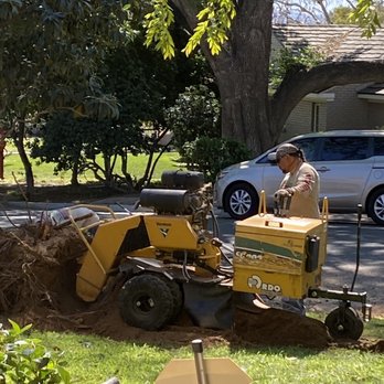 Tree Kickers - Grinding the stump/ rootball - Tree Services Near Me Tree Kickers - Grinding the stump/ rootball - Tree Services Near Me