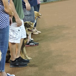 Soldier's Best Friend
