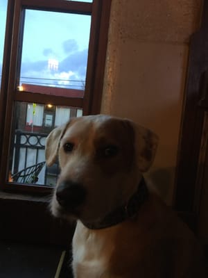 Sully's Snow Goose Saloon by null