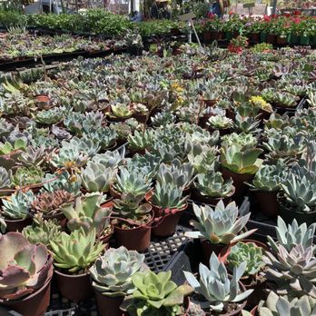 RV Nursery - $2 succulents - Nurseries & Gardening Near Me - Buena Park, California RV Nursery - $2 succulents - Nurseries & Gardening Near Me - Buena Park, California