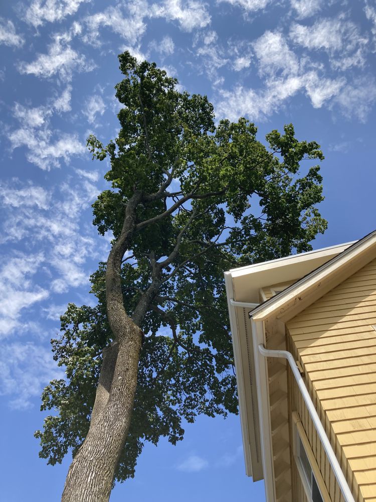 Barrett Tree Service East - tree service in Newton, MA