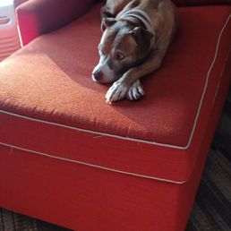 My pooch getting comfortable on her oversized doggy bed.... My pooch getting comfortable on her oversized doggy bed....