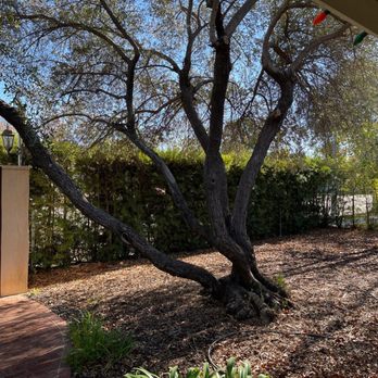 Barragan Landscaping & Irrigation - Landscaper Santa Clarita - Overgrown hedges before - Irrigation Near Me - San Fernando, California