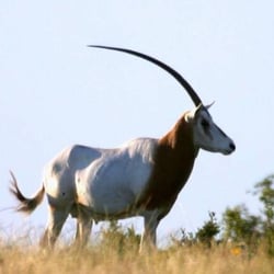 Texas Specialty Hunts