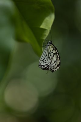 Cockrell Butterfly Center by null
