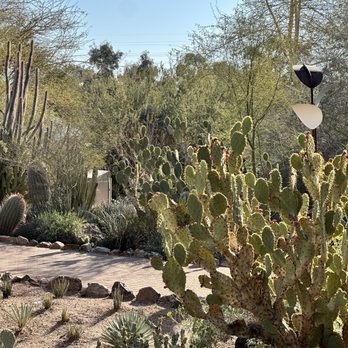 Desert Botanical Garden - Botanical Gardens Near Me - Phoenix, Arizona Desert Botanical Garden - Botanical Gardens Near Me - Phoenix, Arizona