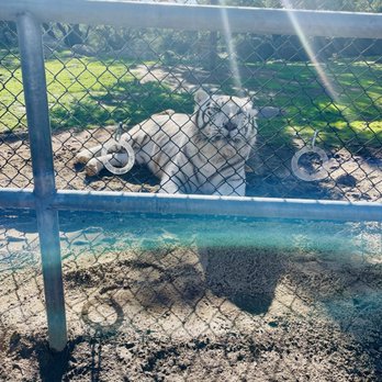 Lions Tigers & Bears - Nola - Community Service/Non-Profit Near Me - Alpine, California