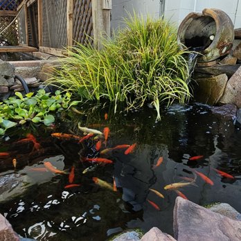Caesars Tropical Fish - Local Fish Stores Near Me - Santa Rosa, California Caesars Tropical Fish - Local Fish Stores Near Me - Santa Rosa, California