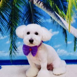 For Pet's Sake Grooming - Kobe with a fresh cut at For Pets Sake