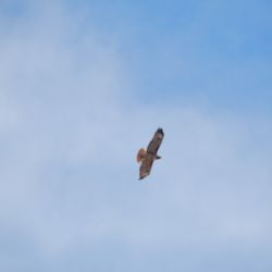 Selah Cliffs Natural Area Preserve - A hawk soaring by riding the thermals.
