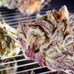 Electric Lettuce - Montavilla - Obama Kush!