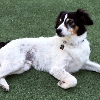 The Paw Wash Grooming - Clean, cut, and ready for spring! - Pet Groomers Near Me - Phoenix, Arizona The Paw Wash Grooming - Clean, cut, and ready for spring! - Pet Groomers Near Me - Phoenix, Arizona