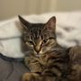 Small Door Veterinary - Brookline