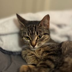 Small Door Veterinary - Brookline - Cat