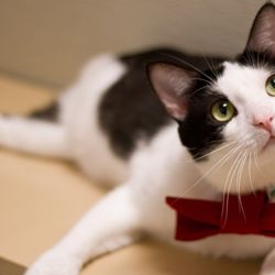 Save-A-Pet - Save-A-Pet Cover Photo