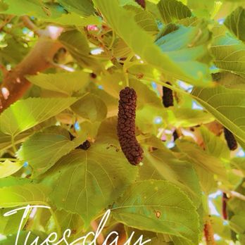 Very Mulberry - Pick Your Own Farms Near Me - Brentwood, California Very Mulberry - Pick Your Own Farms Near Me - Brentwood, California