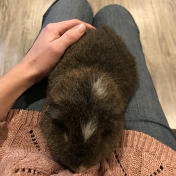 Angela's Pet Care - We love our small guests too. - Pet Boarding Near Me - Auburn, Washington Angela's Pet Care - We love our small guests too. - Pet Boarding Near Me - Auburn, Washington