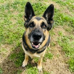 SJ’s Dog Boarding, Daycare, Pet Sitting & Dog Walking