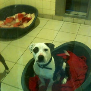 Dogs Trust - me me me - Animal Shelters Near Me - Uddingston, GLG