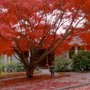 Photo of Trees For Life Inc