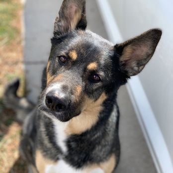 Pinion Veterinary Hospital - My girl Abbi - Veterinarians Near Me - Reno, Nevada Pinion Veterinary Hospital - My girl Abbi - Veterinarians Near Me - Reno, Nevada