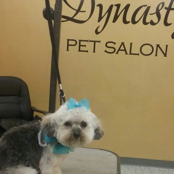 Dynasty Pet Salon LLC - Pet Groomers Near Me - Livonia, Michigan Dynasty Pet Salon LLC - Pet Groomers Near Me - Livonia, Michigan