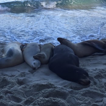 La Jolla - Beaches Near Me - San Diego, California La Jolla - Beaches Near Me - San Diego, California