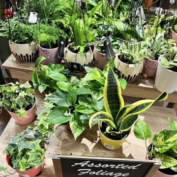 King Soopers - Plants are lovely - Grocery Near Me - Castle Rock, Colorado