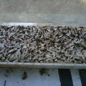 Emergency Pest Patrol - Pest Control Near Me - Tampa, Florida Emergency Pest Patrol - Pest Control Near Me - Tampa, Florida