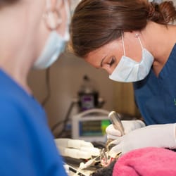 Queenstown Veterinary Hospital