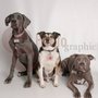 Photo of Camp Bow Wow