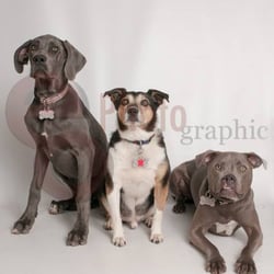 Camp Bow Wow - Pictures at Camp Bow Wow-Boise