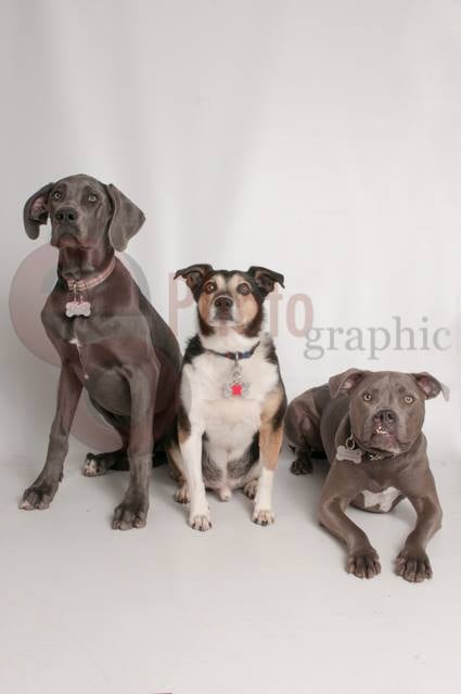 Camp Bow Wow - pet boarding facility in Boise, ID