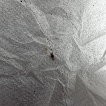 Healthy Heads - Lice Services Near Me - Pamplico, South Carolina Healthy Heads - Lice Services Near Me - Pamplico, South Carolina