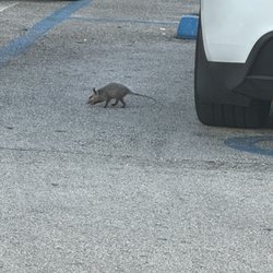 Target - Rats in the parking lot!