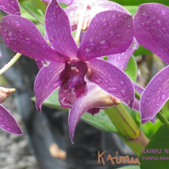Kaimu Nursery - Sun + Rain = Orchids - Home & Garden Near Me - Pahoa, Hawaii Kaimu Nursery - Sun + Rain = Orchids - Home & Garden Near Me - Pahoa, Hawaii